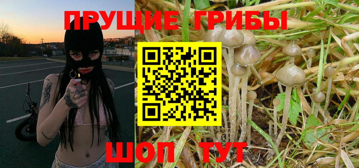 Псилоцибиновые грибы Psilocybe Екатеринбург